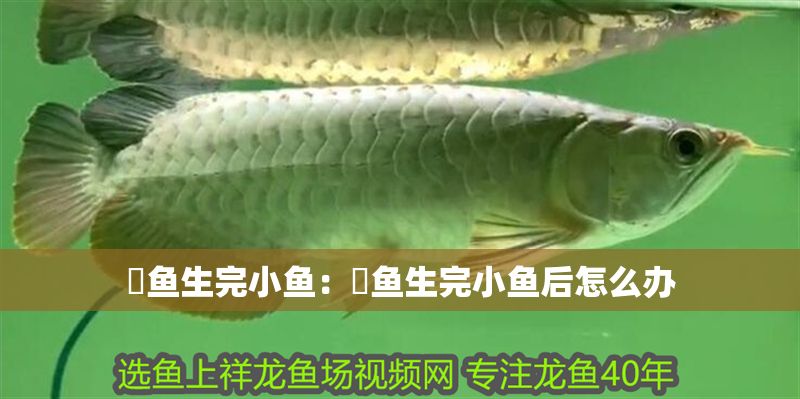 魟魚生完小魚：魟魚生完小魚后怎么辦 魟魚生完小魚：魟魚生完小魚后怎么辦 魟魚百科 第2張