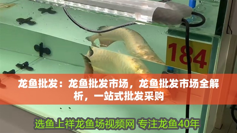 龍魚批發：龍魚批發市場，龍魚批發市場全解析，一站式批發采購