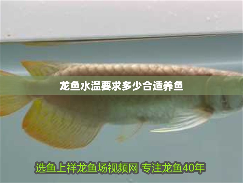 龍魚水溫要求多少合適養魚 龍魚水溫要求多少合適養魚 龍魚百科 第2張