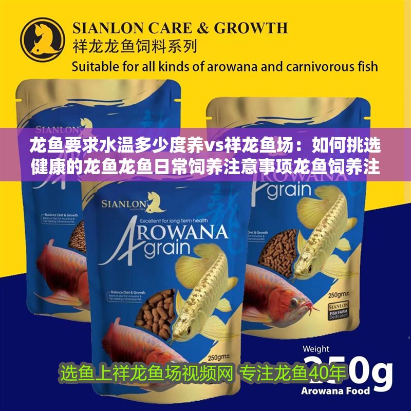 龍魚要求水溫多少度養vs祥龍魚場：如何挑選健康的龍魚龍魚日常飼養注意事項龍魚飼養注意事項