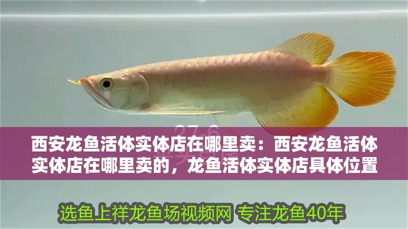 西安龍魚活體實(shí)體店在哪里賣：西安龍魚活體實(shí)體店在哪里賣的，龍魚活體實(shí)體店具體位置在哪里？