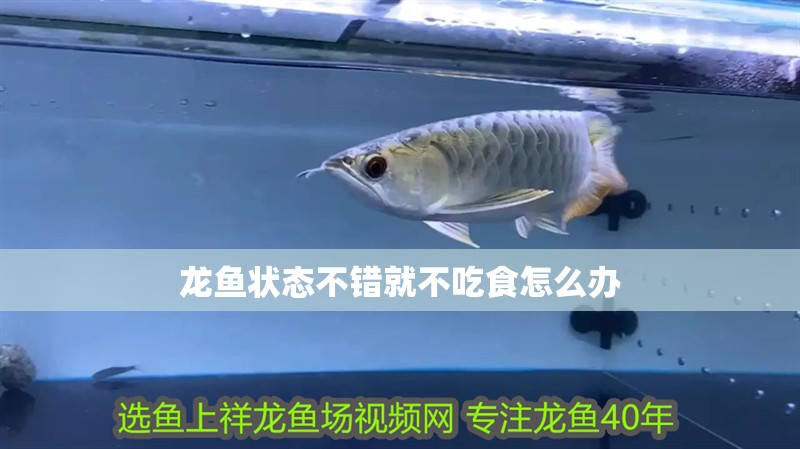 龍魚狀態不錯就不吃食怎么辦