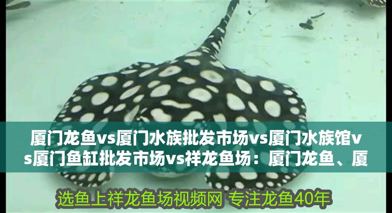 廈門龍魚vs廈門水族批發市場vs廈門水族館vs廈門魚缸批發市場vs祥龍魚場：廈門龍魚、廈門水族批發市場及各相關場所的發展現狀和市場趨勢 廈門龍魚vs廈門水族批發市場vs廈門水族館vs廈門魚缸批發市場vs祥龍魚場：廈門龍魚、廈門水族批發市場及各相關場所的發展現狀和市場趨勢 祥龍魚場各市分站 第2張