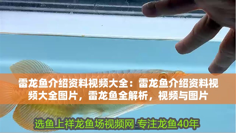 雷龍魚介紹資料視頻大全：雷龍魚介紹資料視頻大全圖片，雷龍魚全解析，視頻與圖片