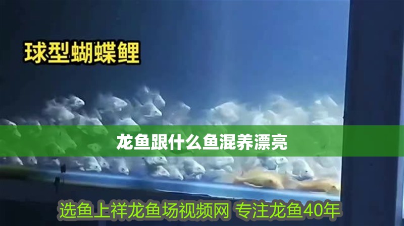 龍魚跟什么魚混養漂亮 龍魚百科 第2張 龍魚跟什么魚混養漂亮 龍魚跟什么魚混養漂亮 龍魚百科 第2張