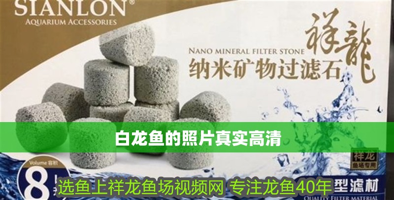 白龍魚的照片真實高清