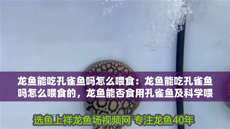 龍魚能吃孔雀魚嗎怎么喂食：龍魚能吃孔雀魚嗎怎么喂食的，龍魚能否食用孔雀魚及科學喂食 龍魚能吃孔雀魚嗎怎么喂食：龍魚能吃孔雀魚嗎怎么喂食的，龍魚能否食用孔雀魚及科學喂食 水族問答