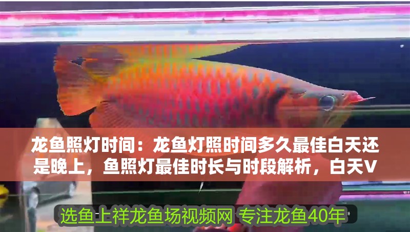 龍魚照燈時間：龍魚燈照時間多久最佳白天還是晚上，魚照燈最佳時長與時段解析，白天VS晚上如何選擇？