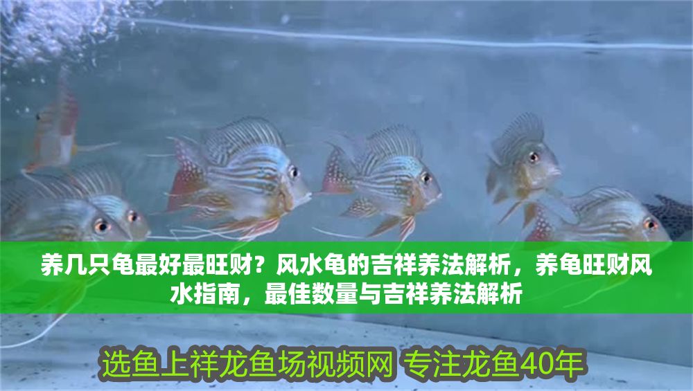 詳細閱讀:養幾只龜最好最旺財?風水龜的吉祥養法解析,養龜旺財風水指南,最佳數量與吉祥養法解析 養幾只龜最好最旺財?風水龜的吉祥養法解析,養龜旺財風水指南,最佳數量與吉祥養法解析