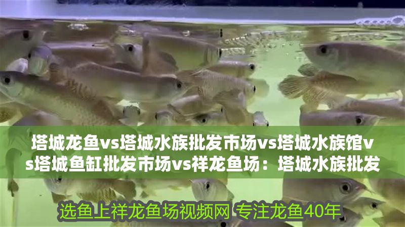 塔城龍魚vs塔城水族批發市場vs塔城水族館vs塔城魚缸批發市場vs祥龍魚場：塔城水族批發市場與祥龍魚場的區別