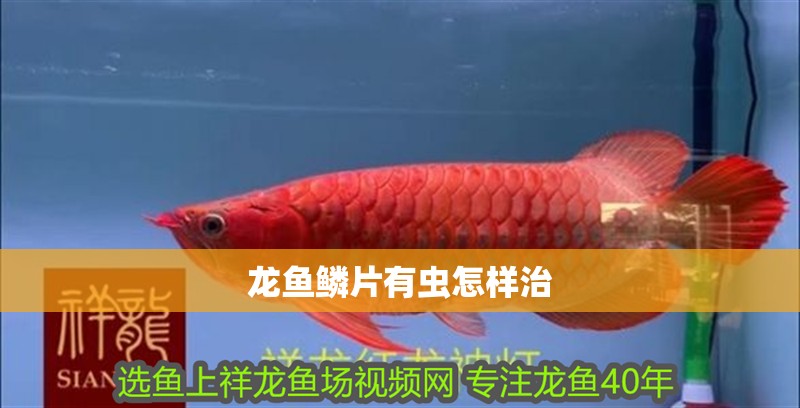 龍魚鱗片有蟲怎樣治 龍魚鱗片有蟲怎樣治 龍魚百科 第2張