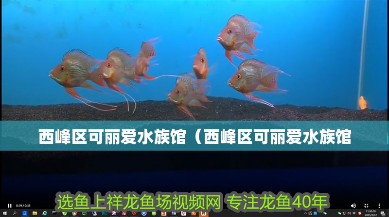 西峰區可麗愛水族館（西峰區可麗愛水族館