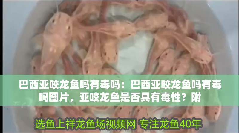 巴西亞咬龍魚嗎有毒嗎：巴西亞咬龍魚嗎有毒嗎圖片，亞咬龍魚是否具有毒性？附