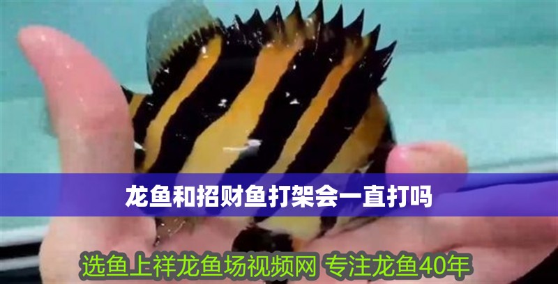 龍魚和招財魚打架會一直打嗎