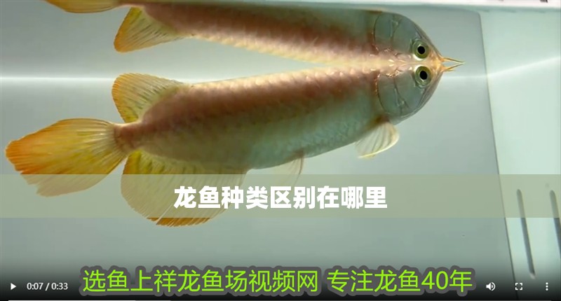 龍魚種類區別在哪里 龍魚百科 第4張 龍魚種類區別在哪里 龍魚種類區別在哪里 龍魚百科 第4張