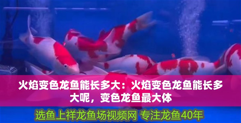 火焰變色龍魚(yú)能長(zhǎng)多大：火焰變色龍魚(yú)能長(zhǎng)多大呢，變色龍魚(yú)最大體