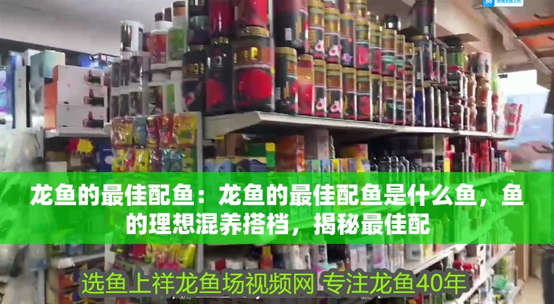 龍魚的最佳配魚：龍魚的最佳配魚是什么魚，魚的理想混養(yǎng)搭檔，揭秘最佳配