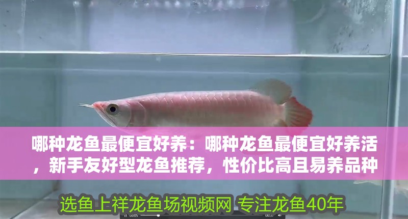 哪種龍魚最便宜好養：哪種龍魚最便宜好養活，新手友好型龍魚推薦，性價比高且易養品種解析