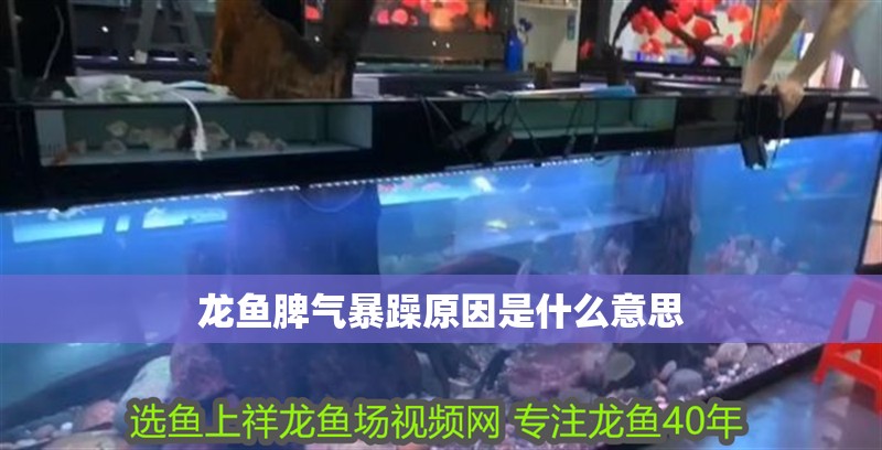 龍魚脾氣暴躁原因是什么意思
