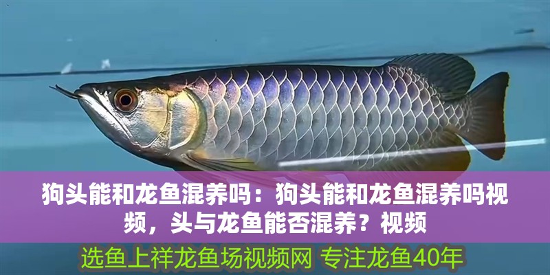 狗頭能和龍魚混養(yǎng)嗎：狗頭能和龍魚混養(yǎng)嗎視頻，頭與龍魚能否混養(yǎng)？視頻 狗頭能和龍魚混養(yǎng)嗎：狗頭能和龍魚混養(yǎng)嗎視頻，頭與龍魚能否混養(yǎng)？視頻 水族問答