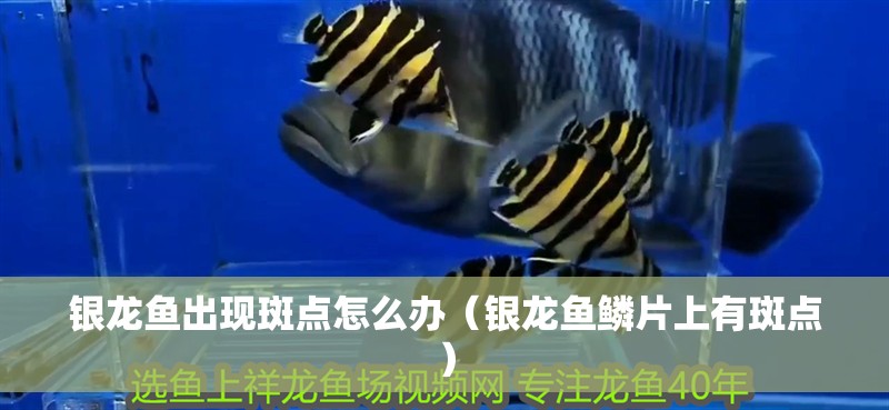銀龍魚出現斑點怎么辦（銀龍魚鱗片上有斑點）