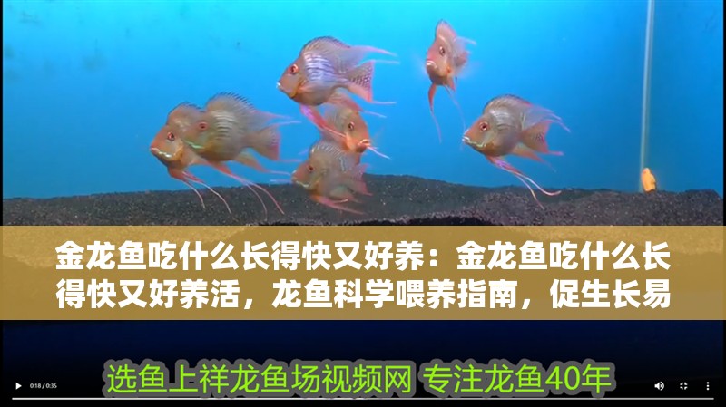金龍魚吃什么長(zhǎng)得快又好養(yǎng)：金龍魚吃什么長(zhǎng)得快又好養(yǎng)活，龍魚科學(xué)喂養(yǎng)指南，促生長(zhǎng)易打理的優(yōu)質(zhì)餌料