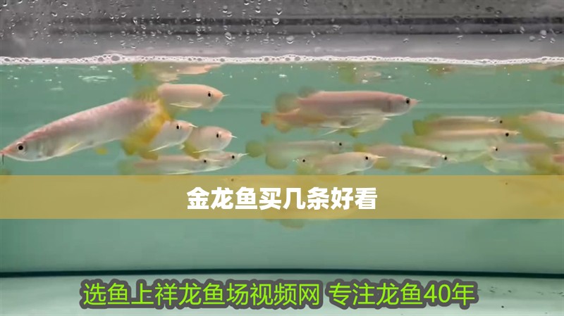 金龍魚買幾條好看