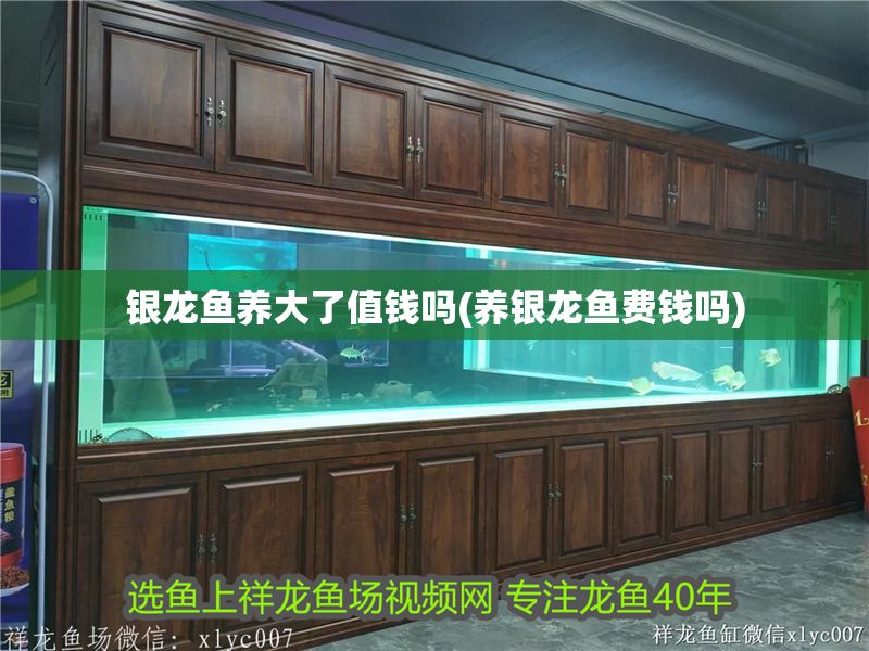 銀龍魚養大了值錢嗎(養銀龍魚費錢嗎)