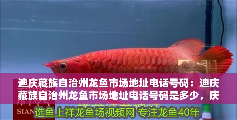 迪慶藏族自治州龍魚市場地址電話號碼：迪慶藏族自治州龍魚市場地址電話號碼是多少，慶藏族自治州龍魚市場地址及聯系電話 迪慶藏族自治州龍魚市場地址電話號碼：迪慶藏族自治州龍魚市場地址電話號碼是多少，慶藏族自治州龍魚市場地址及聯系電話 水族問答