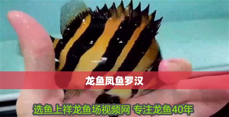 龍魚鳳魚羅漢
