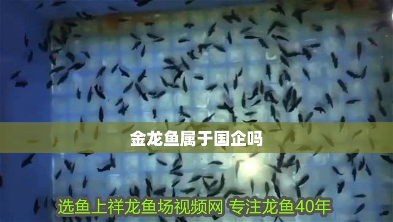 金龍魚屬于國企嗎