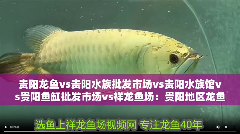 貴陽龍魚vs貴陽水族批發市場vs貴陽水族館vs貴陽魚缸批發市場vs祥龍魚場：貴陽地區龍魚、水族市場、水族館及魚缸批發市場概況