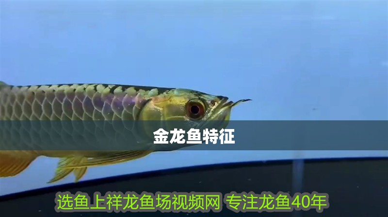金龍魚特征
