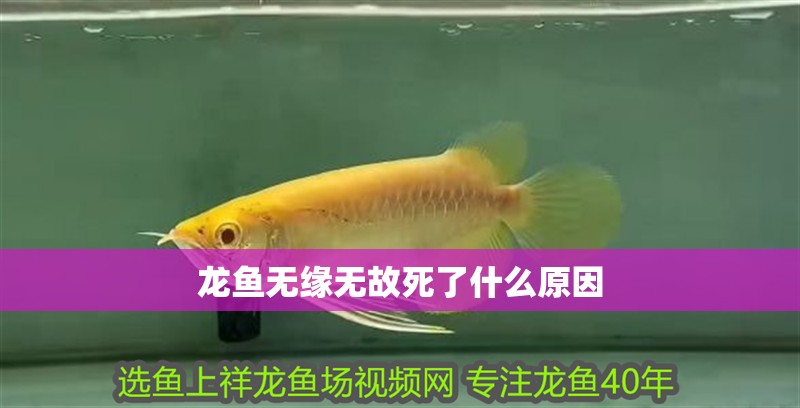 龍魚無(wú)緣無(wú)故死了什么原因