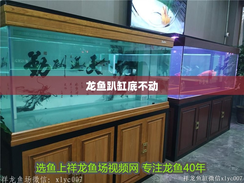 龍魚趴缸底不動 龍魚趴缸底不動 龍魚百科 第4張