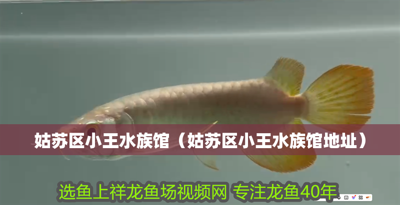 姑蘇區(qū)小王水族館（姑蘇區(qū)小王水族館地址） 姑蘇區(qū)小王水族館（姑蘇區(qū)小王水族館地址） 全國水族館企業(yè)名錄 第2張