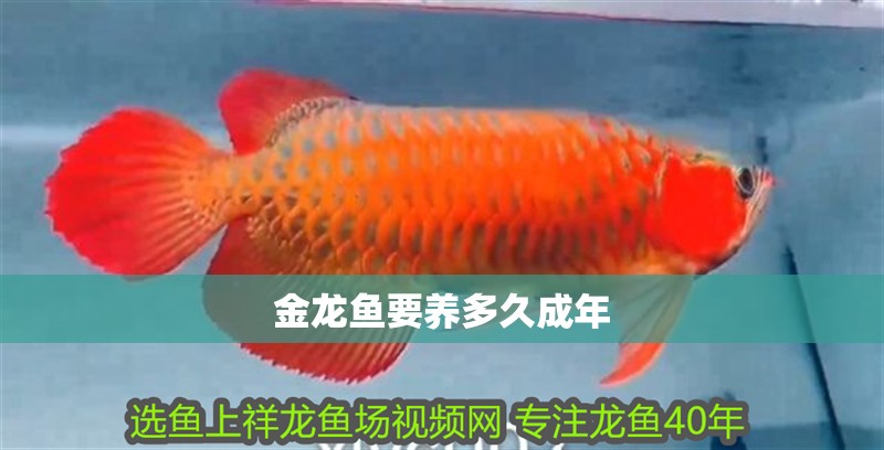 金龍魚要養(yǎng)多久成年