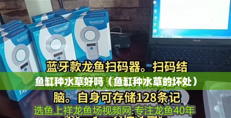 魚缸種水草好嗎(魚缸種水草的壞處) 黃金貓魚百科 第1張 魚缸種水草好嗎(魚缸種水草的壞處) 魚缸種水草好嗎(魚缸種水草的壞處) 黃金貓魚百科 第1張