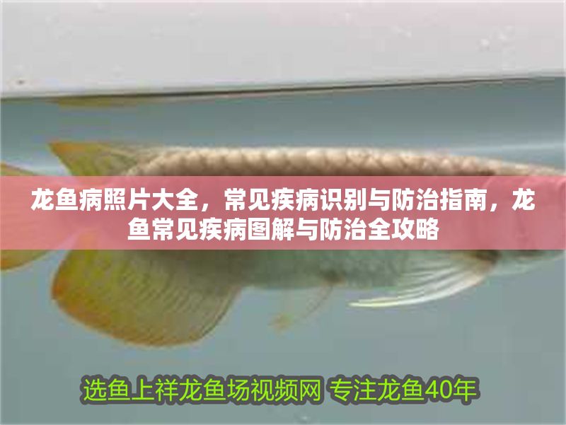 龍魚病照片大全，常見疾病識(shí)別與防治指南，龍魚常見疾病圖解與防治全攻略