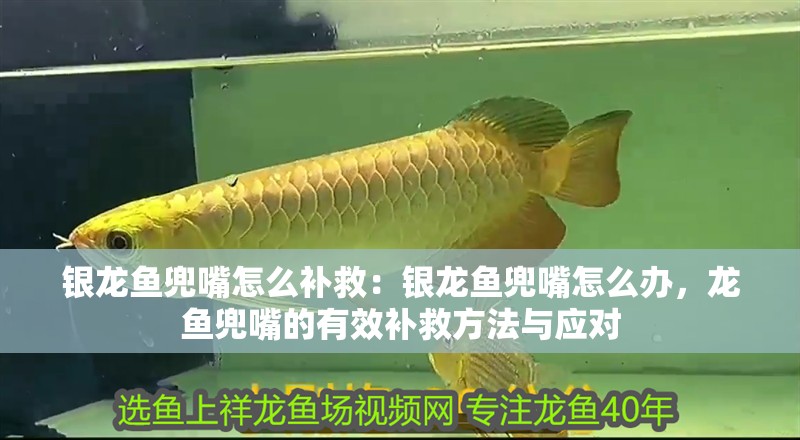 銀龍魚兜嘴怎么補救：銀龍魚兜嘴怎么辦，龍魚兜嘴的有效補救方法與應對