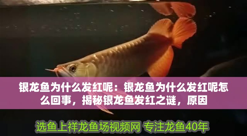 銀龍魚為什么發紅呢：銀龍魚為什么發紅呢怎么回事，揭秘銀龍魚發紅之謎，原因 銀龍魚為什么發紅呢：銀龍魚為什么發紅呢怎么回事，揭秘銀龍魚發紅之謎，原因 水族問答