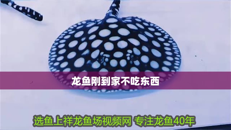 龍魚剛到家不吃東西