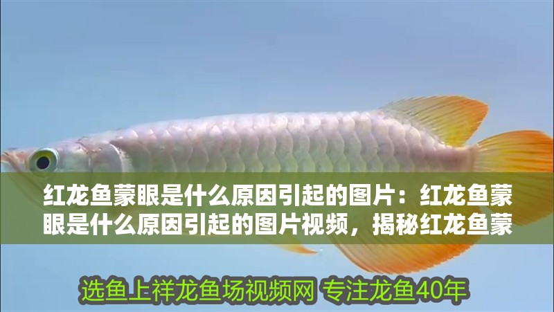 紅龍魚蒙眼是什么原因引起的圖片:紅龍魚蒙眼是什么原因引起的圖片視頻,揭秘紅龍魚蒙眼成因,高清圖解與視頻 水族問答 紅龍魚蒙眼是什么原因引起的圖片:紅龍魚蒙眼是什么原因引起的圖片視頻,揭秘紅龍魚蒙眼成因,高清圖解與視頻 紅龍魚蒙眼是什么原因引起的圖片:紅龍魚蒙眼是什么原因引起的圖片視頻,揭秘紅龍魚蒙眼成因,高清圖解與視頻 水族問答