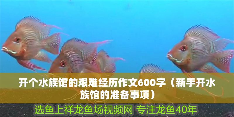 開個水族館的艱難經歷作文600字（新手開水族館的準備事項）