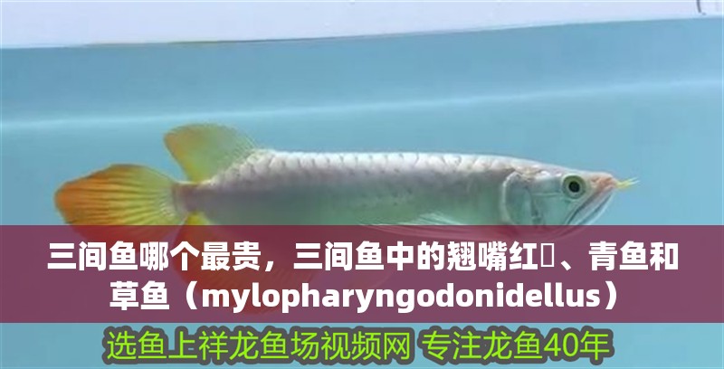 三間魚哪個最貴，三間魚中的翹嘴紅鲌、青魚和草魚（mylopharyngodonidellus）