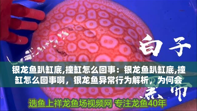 銀龍魚趴缸底,撞缸怎么回事：銀龍魚趴缸底,撞缸怎么回事啊，銀龍魚異常行為解析，為何會趴缸底、撞