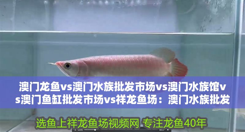 澳門龍魚vs澳門水族批發(fā)市場(chǎng)vs澳門水族館vs澳門魚缸批發(fā)市場(chǎng)vs祥龍魚場(chǎng)：澳門水族批發(fā)市場(chǎng)