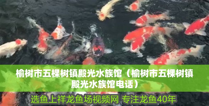 榆樹市五棵樹鎮殿光水族館（榆樹市五棵樹鎮殿光水族館電話） 榆樹市五棵樹鎮殿光水族館（榆樹市五棵樹鎮殿光水族館電話） 全國水族館企業名錄 第2張