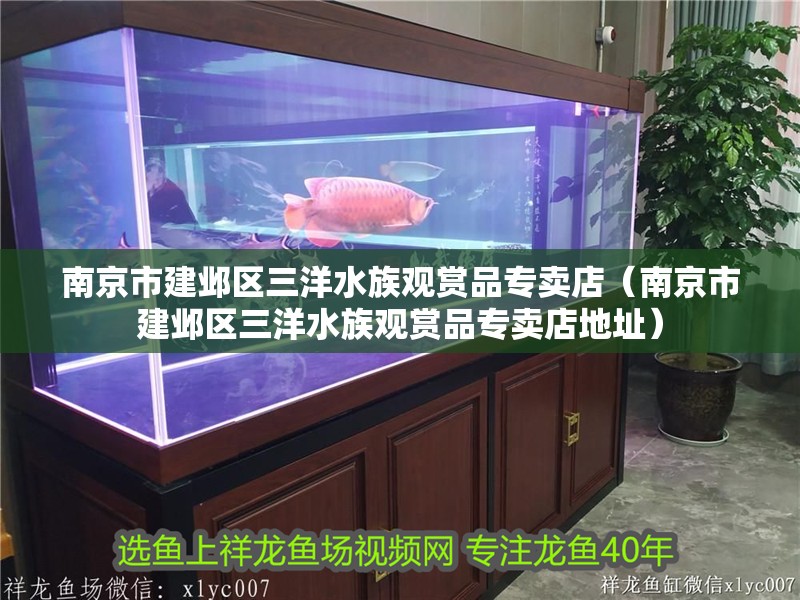 南京市建鄴區(qū)三洋水族觀賞品專賣店（南京市建鄴區(qū)三洋水族觀賞品專賣店地址）