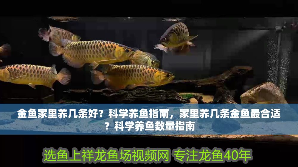 金魚家里養(yǎng)幾條好？科學(xué)養(yǎng)魚指南，家里養(yǎng)幾條金魚最合適？科學(xué)養(yǎng)魚數(shù)量指南